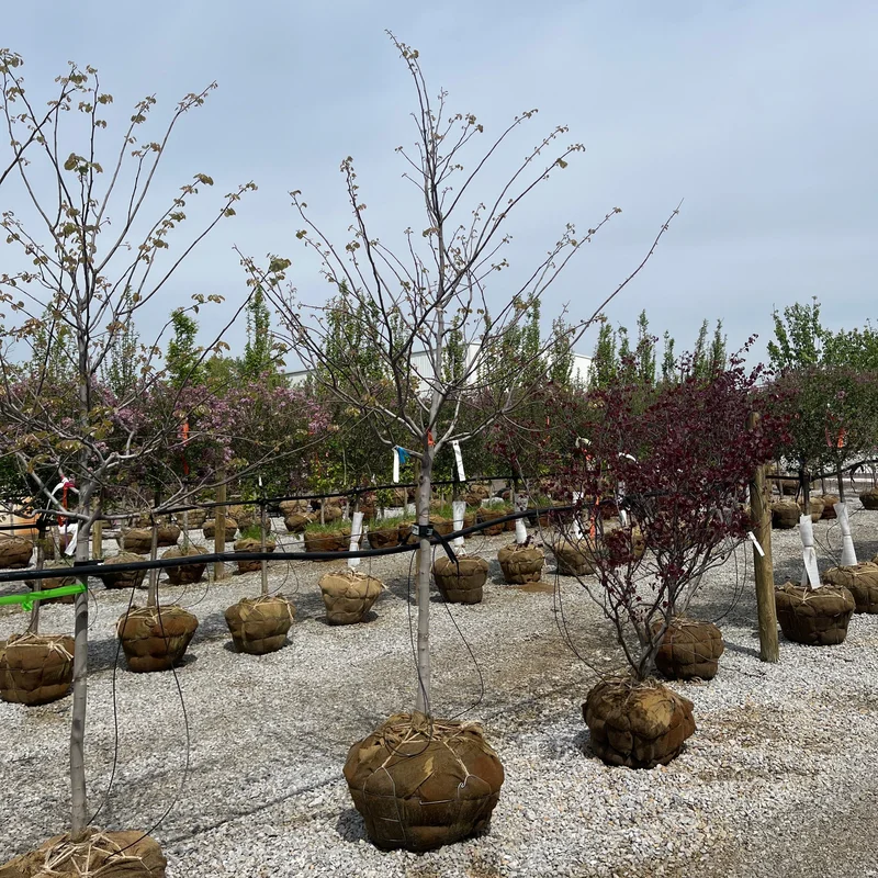 alsipnursery23475768