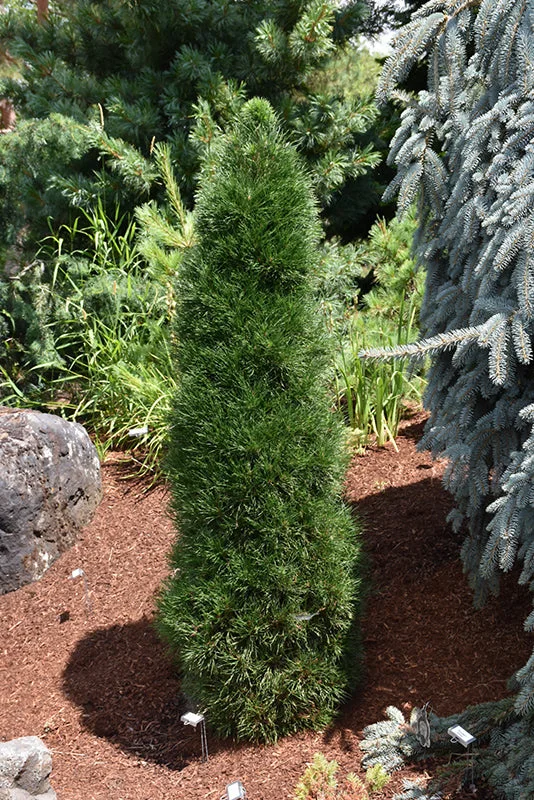 alsipnursery23475788