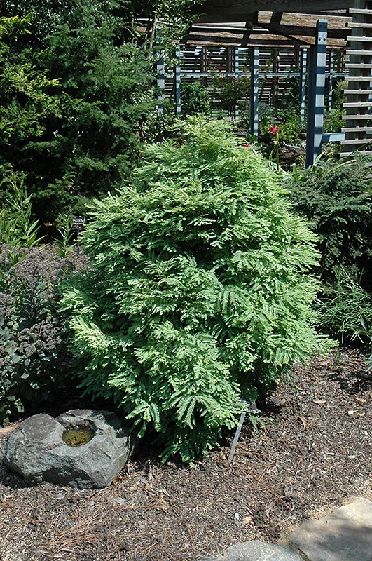 alsipnursery23475795