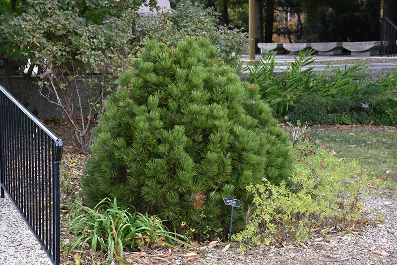 alsipnursery23475821