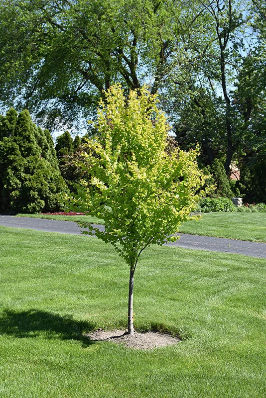alsipnursery23475842