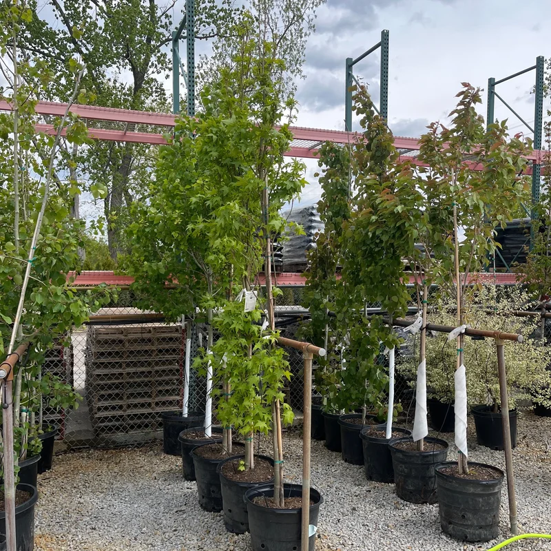 alsipnursery23475881