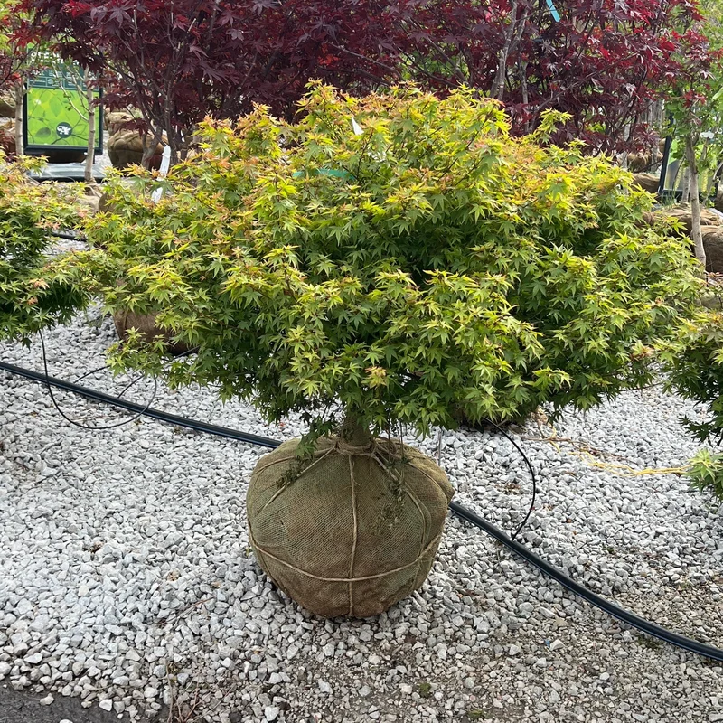 alsipnursery23475904
