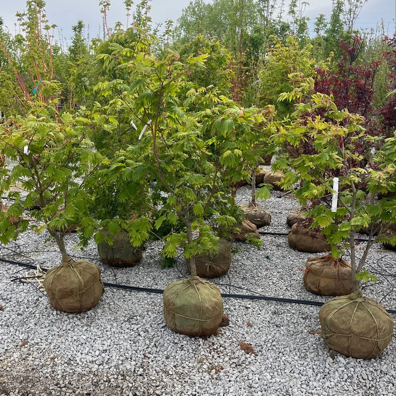alsipnursery23475918