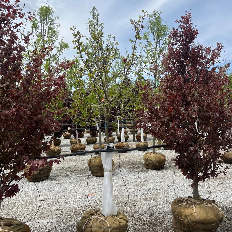 alsipnursery23475939
