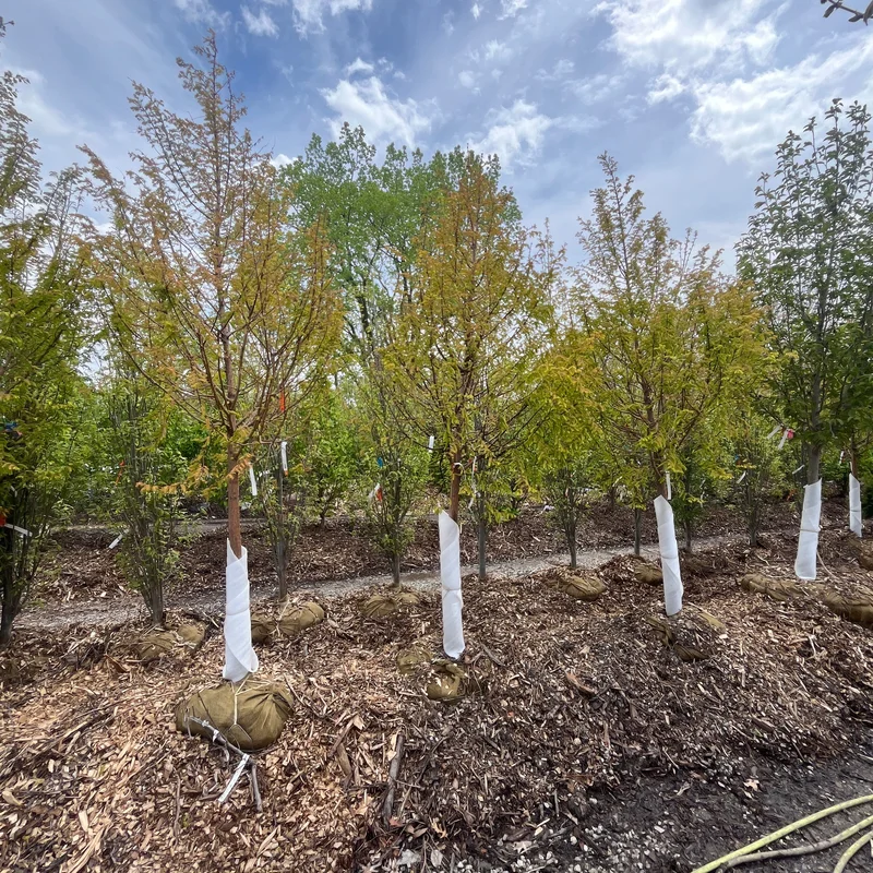 alsipnursery23475957