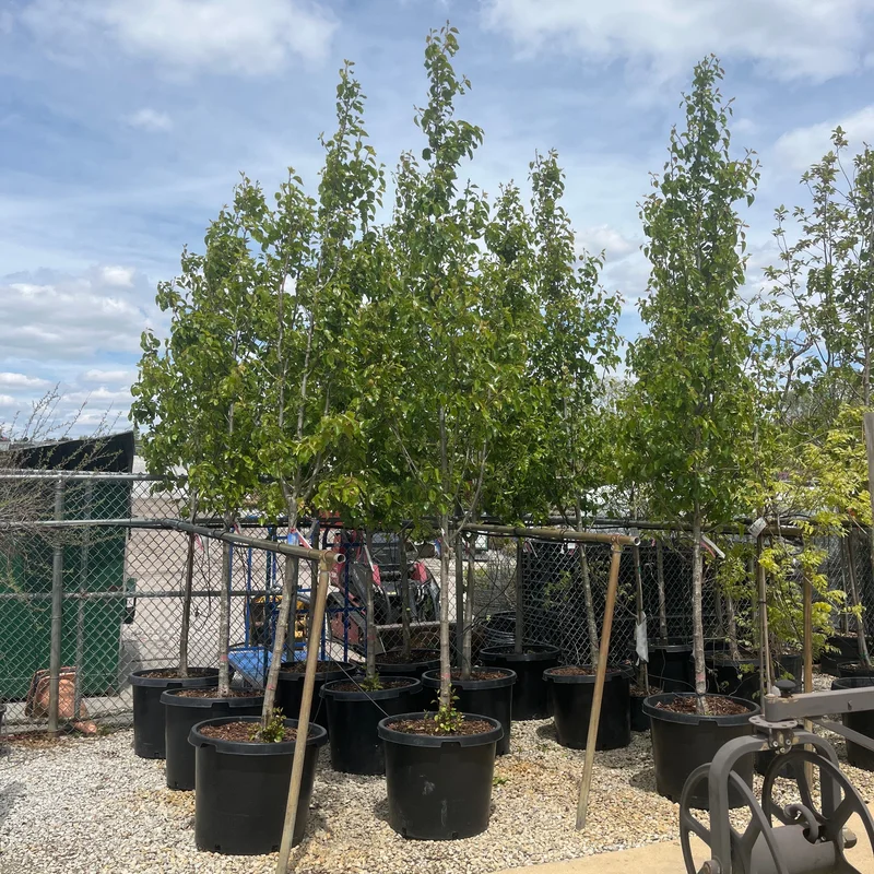 alsipnursery23475982