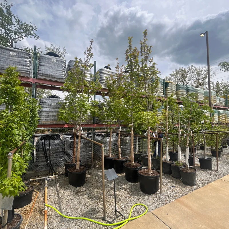 alsipnursery23475990