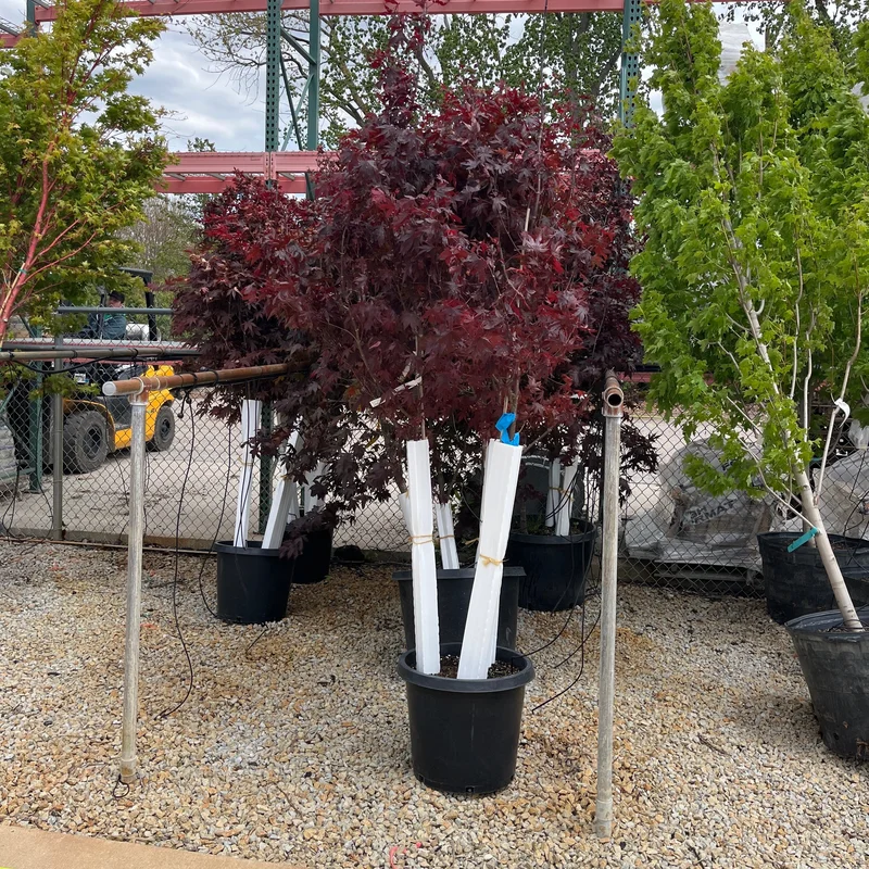 alsipnursery23476019