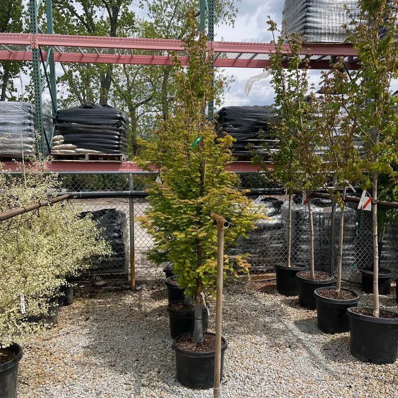 alsipnursery23476059