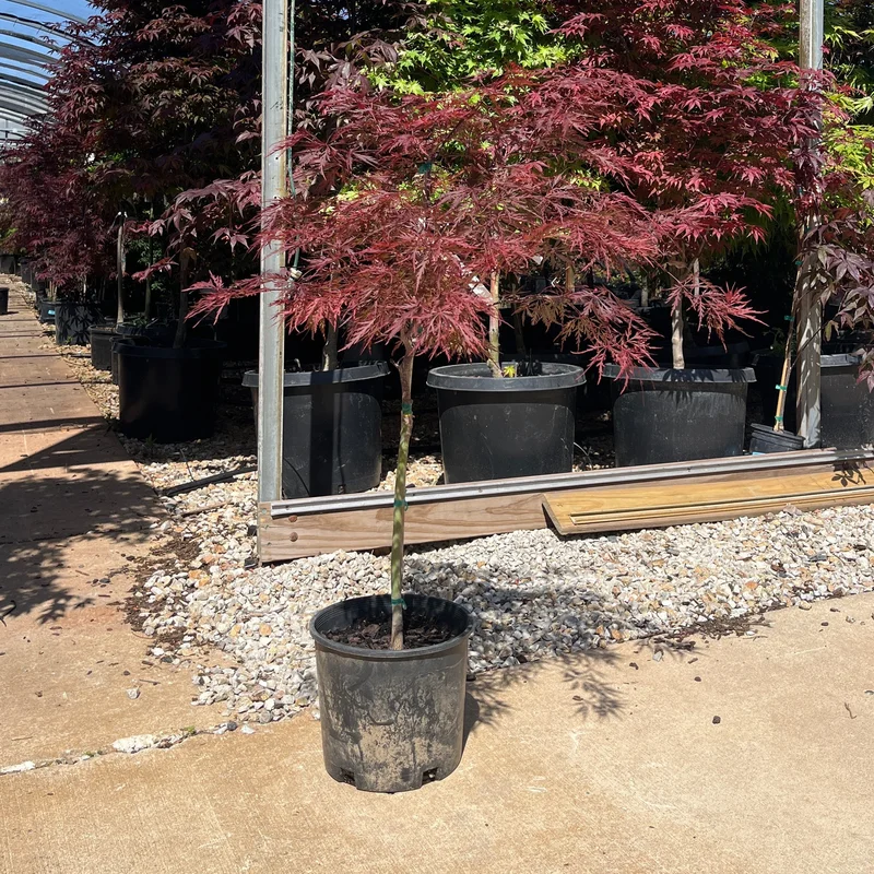 alsipnursery23476080