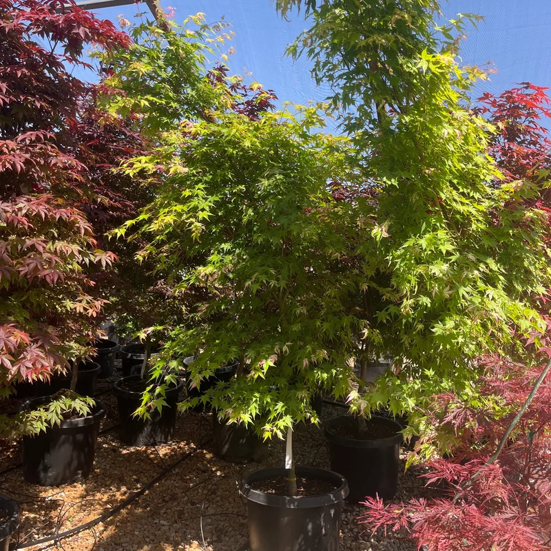 alsipnursery23476090