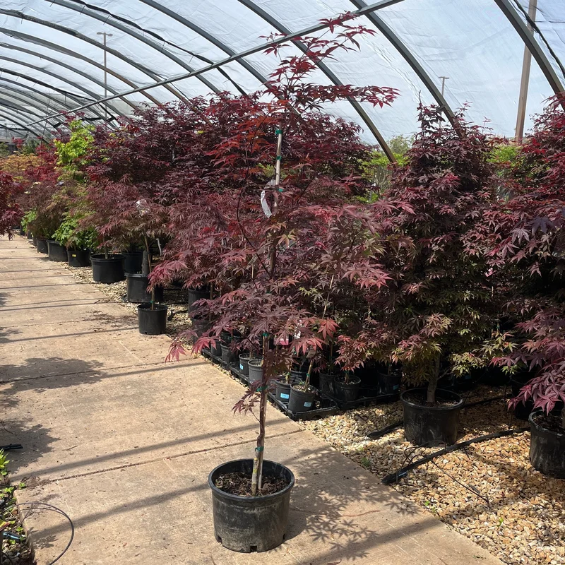 alsipnursery23476108