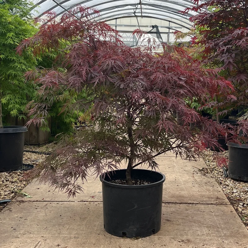 alsipnursery23476115