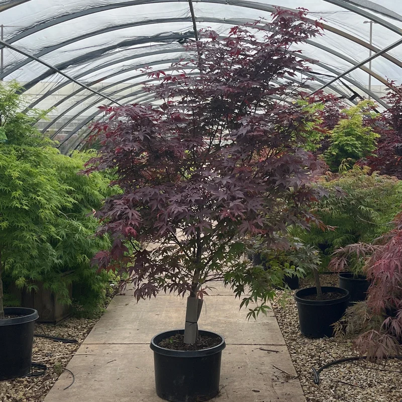 alsipnursery23476122