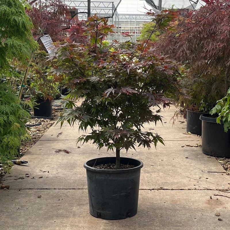alsipnursery23476141
