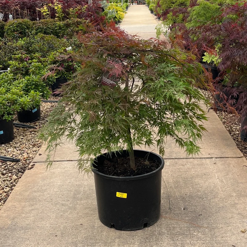 alsipnursery23476155