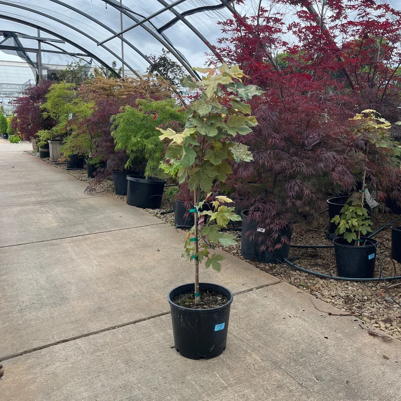 alsipnursery23476163