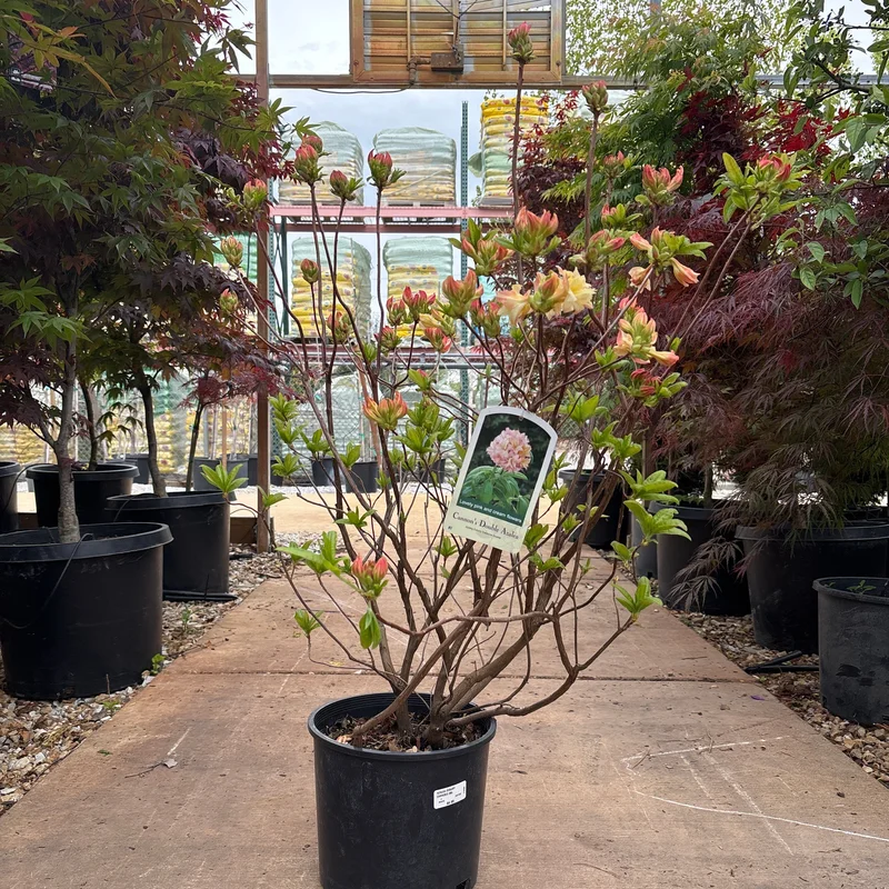 alsipnursery23476173