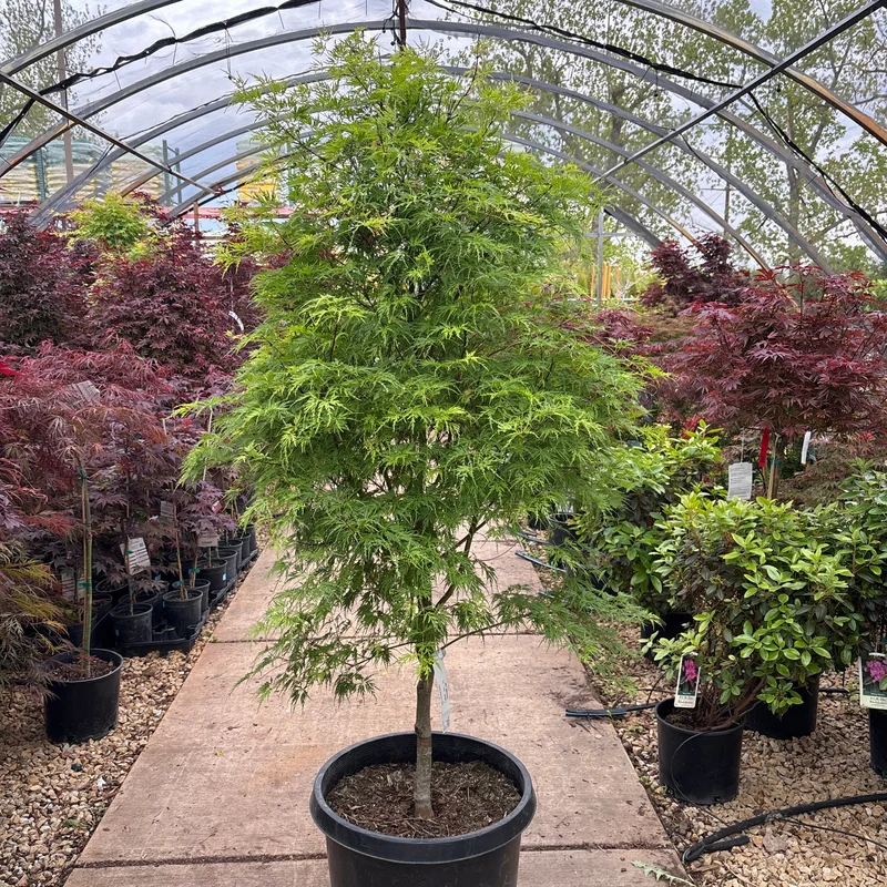 alsipnursery23476185