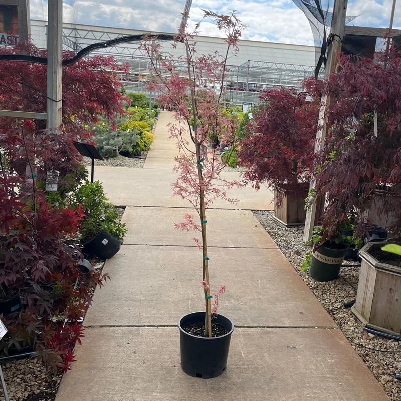 alsipnursery23476201