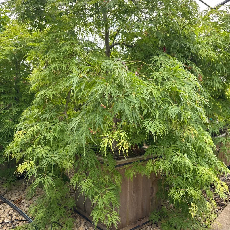 alsipnursery23476211