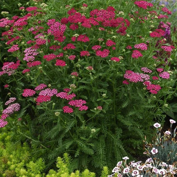 alsipnursery23476235