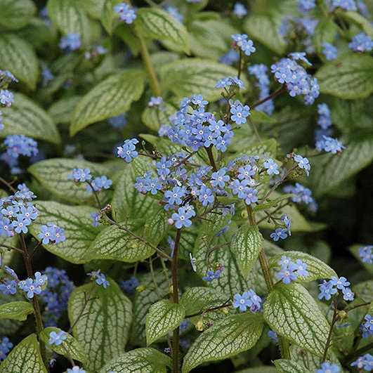 alsipnursery23476280