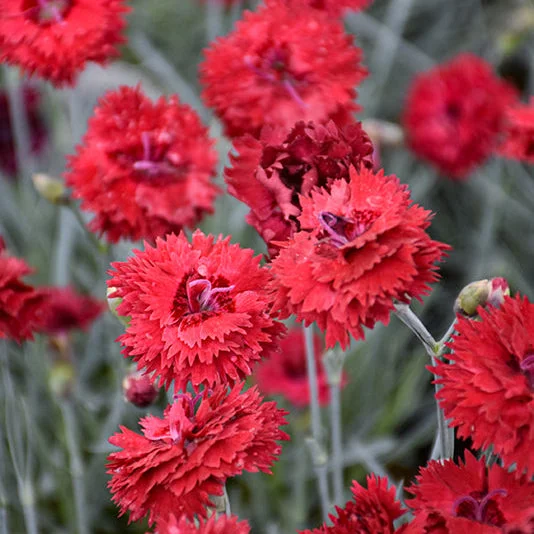 alsipnursery23476314