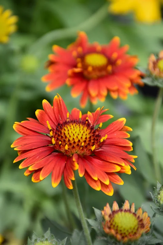 alsipnursery23476356