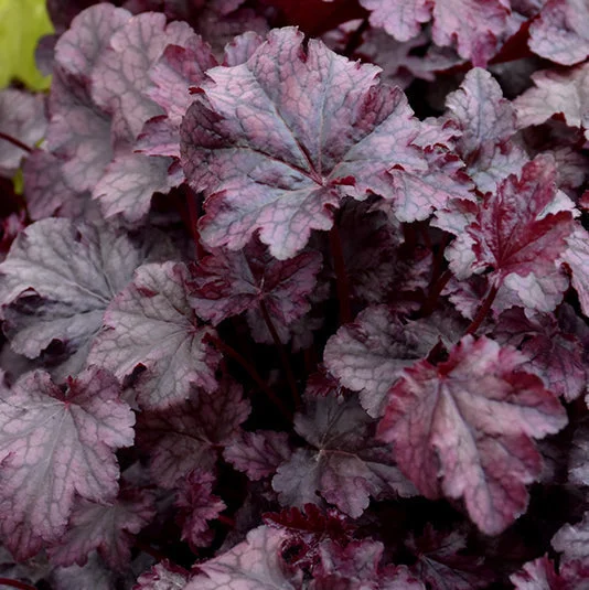 alsipnursery23476370