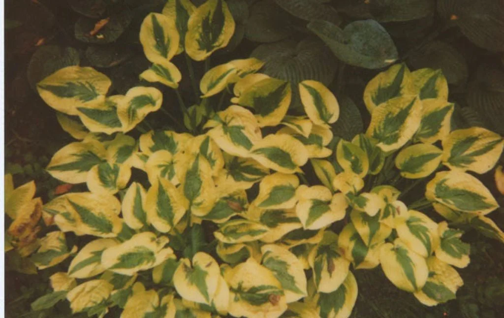 alsipnursery23476385