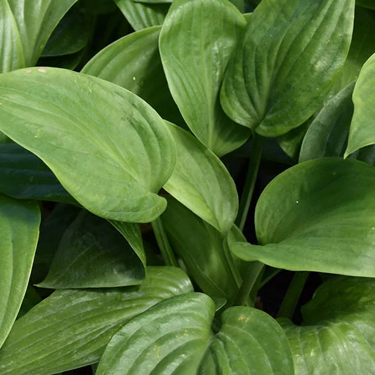 alsipnursery23476392