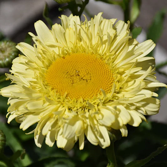 alsipnursery23476472