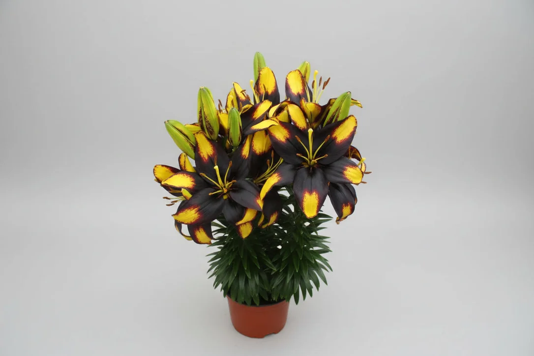 alsipnursery23476528