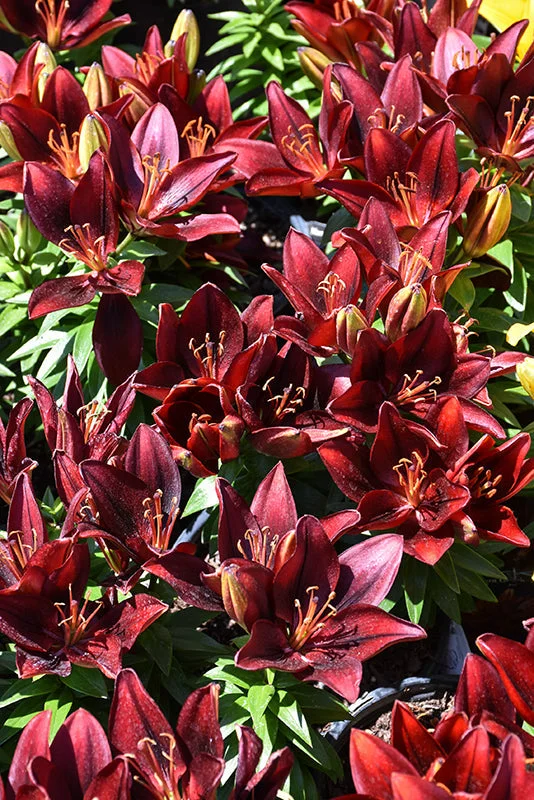 alsipnursery23476540