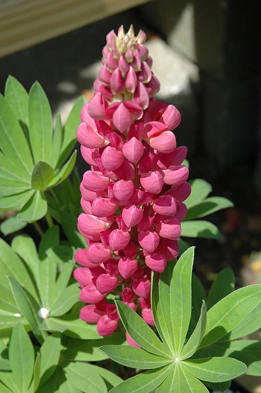alsipnursery23476568
