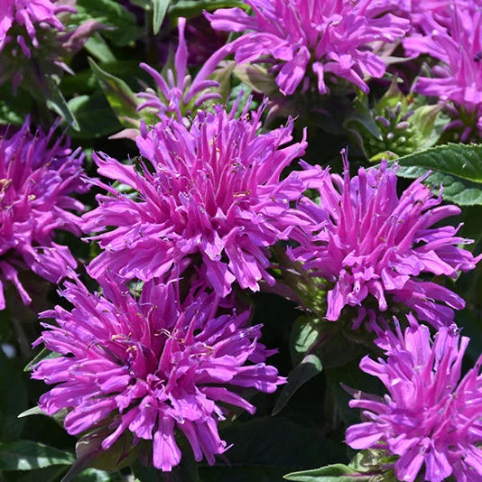 alsipnursery23476581