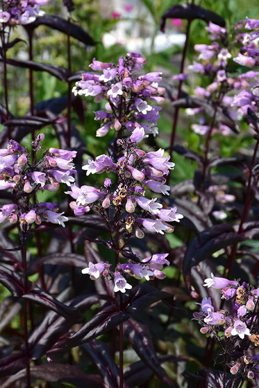 alsipnursery23476675