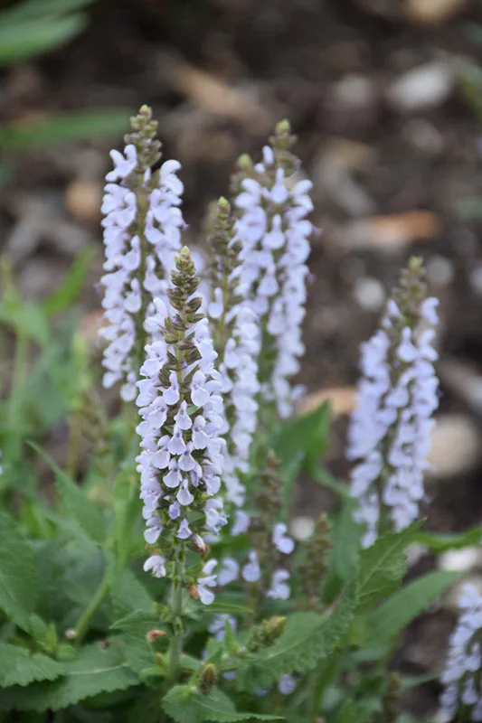 alsipnursery23476840