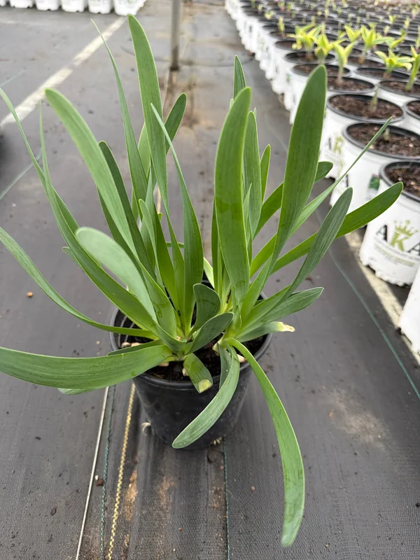 alsipnursery23476936