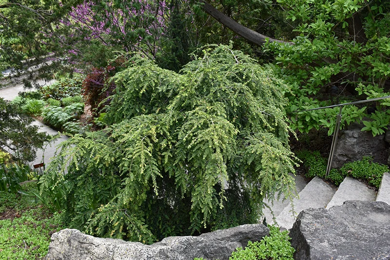 alsipnursery23477645