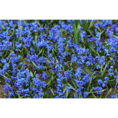 esbenshades-3431757