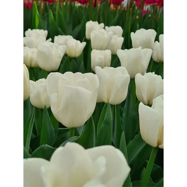 esbenshades-3431841
