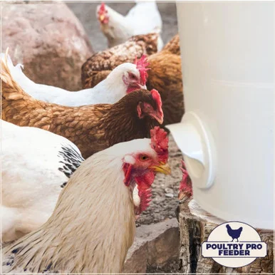 palmerfeed-3425674